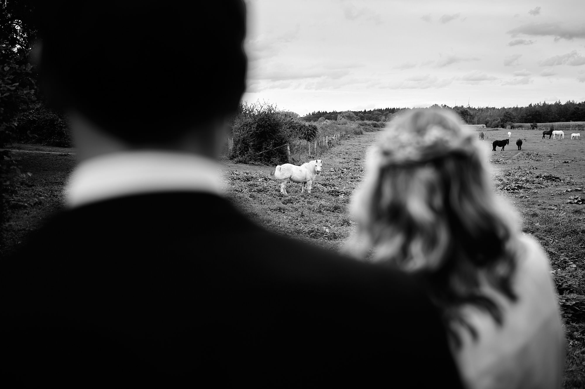 Braut und Bräutigam blicken auf ein Feld mit Pferden.