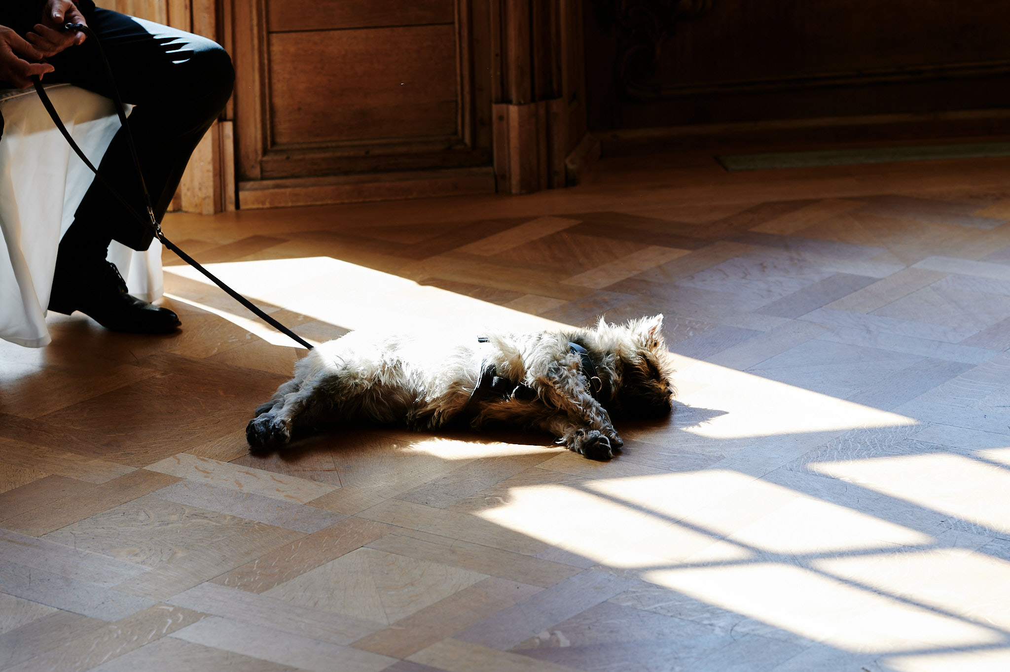 Ein auf dem Rücken liegender Hund sonnt sich im Sonnenlicht auf einem Holzboden im Schloss Wissen, angeleint an seinen sitzenden Besitzer.
